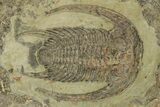 Two Early Cambrian Trilobites (Perrector) - One Long #227809-3